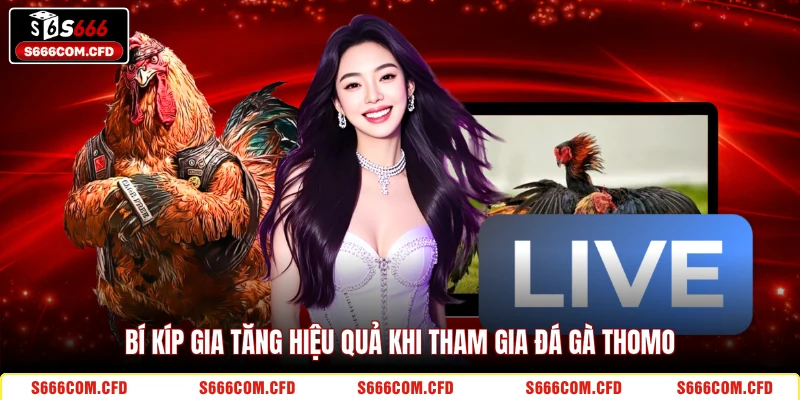 Bí kíp gia tăng hiệu quả khi tham gia đá gà Thomo