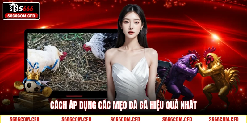 Cách áp dụng các mẹo đá gà hiệu quả nhất
