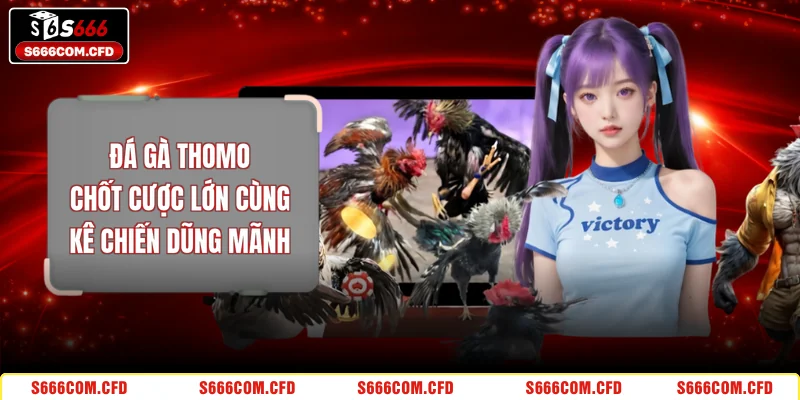 Đá Gà Thomo - Chốt Cược Lớn Cùng Kê Chiến Dũng Mãnh