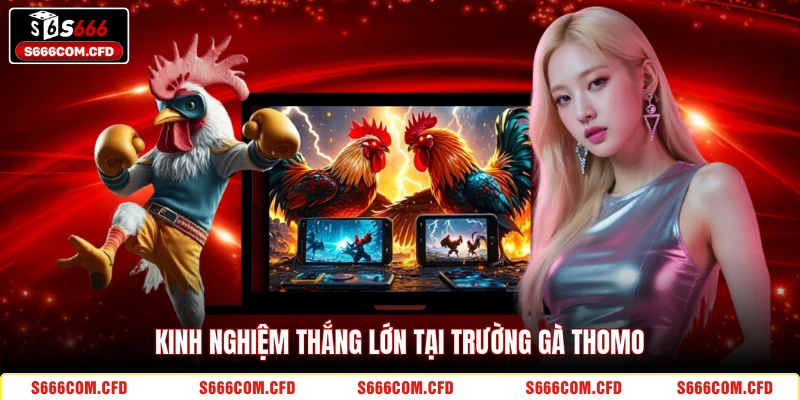 Kinh nghiệm thắng lớn tại trường gà Thomo