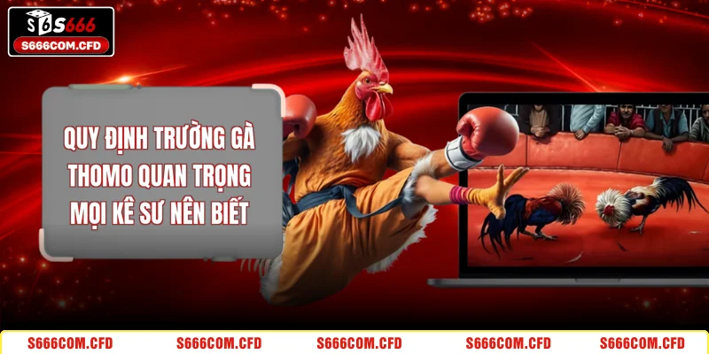 Quy Định Trường Gà Thomo Quan Trọng Mọi Kê Sư Nên Biết
