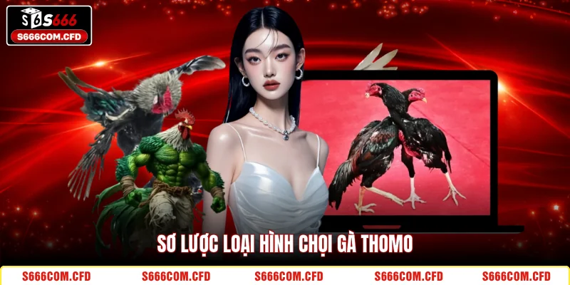 Sơ lược loại hình chọi gà Thomo